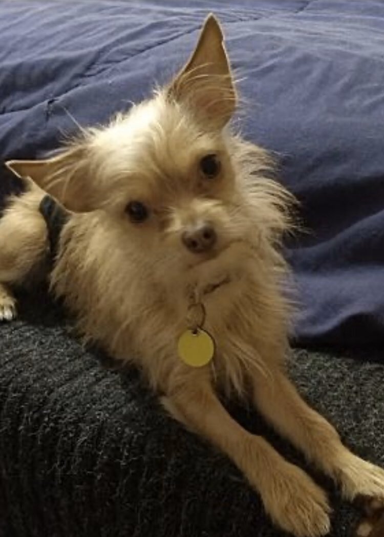 synodgirl's tweet photo. @sav_sull Aaaahhh I’m obsessed with his scruffy face https://t.co/lEUWXXwdNR