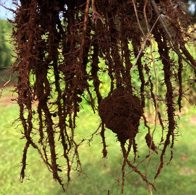 Out learning today with the shovel. Happy to see Sorghum soil-root interface with adhering rhizosplane soil #covercrop #covercrops #regenerativeagriculture
#soilhealth #soilbiology #soilfoodweb @AusMacadamias @SoilsforLife #mycorrhizalfungi