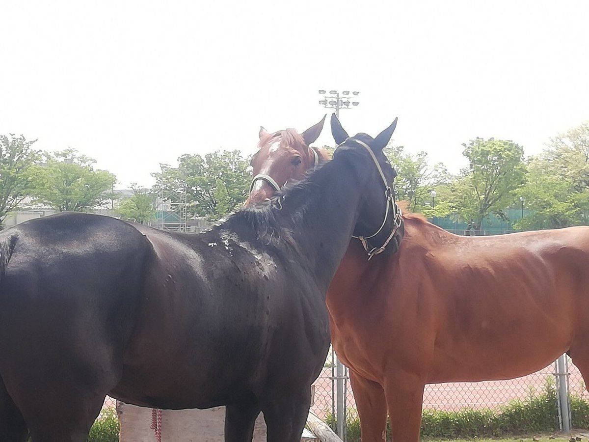 大阪市立大学馬術部 Uma Uma Ocu Twitter