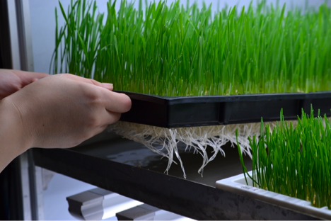 Sweet wheatgrass and spicy arugula? #DYK we can customize the texture and flavor of our produce by adjusting the environment in our indoor #farms? Learn more about our tools at alescalife.com
