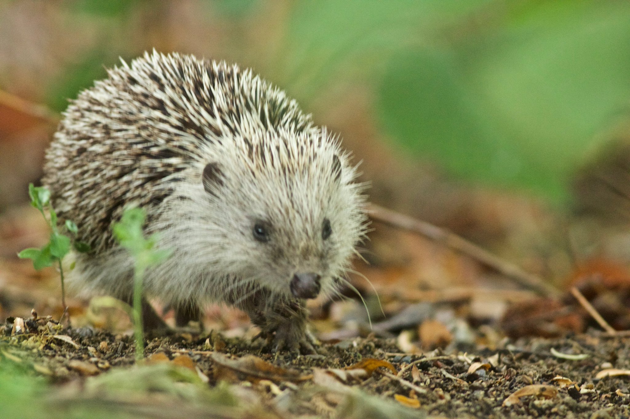 Amur Hedgehog