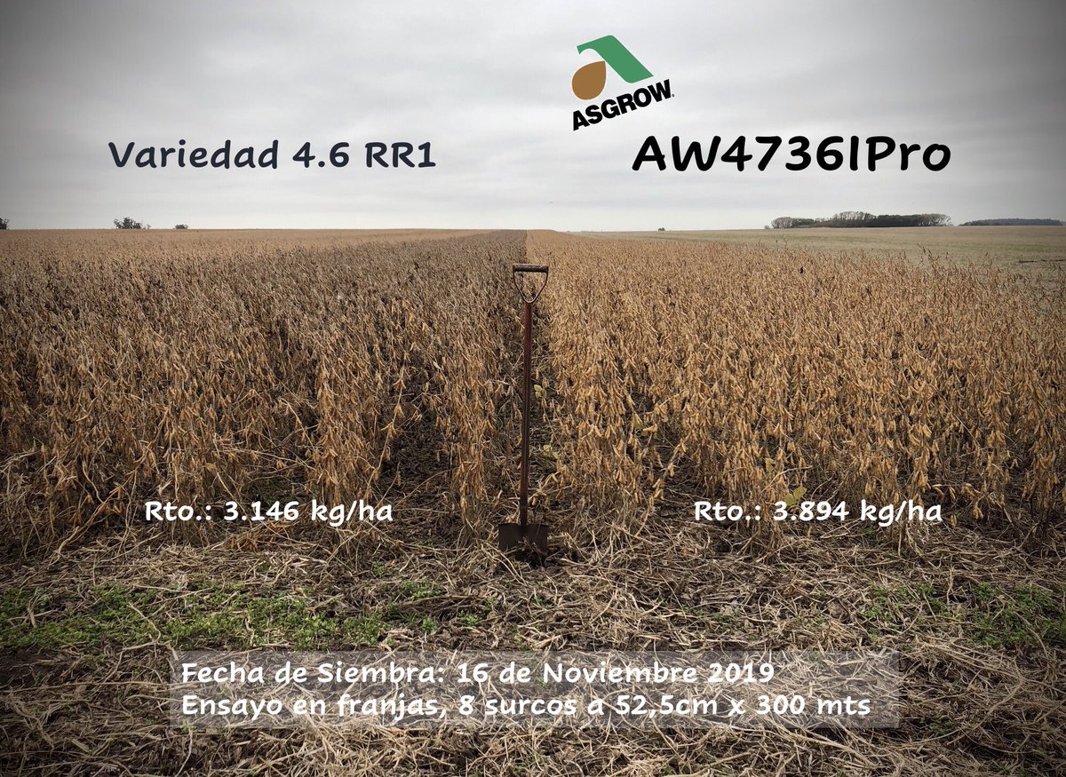 Desafío Soja en Tandil! Buenos resultados de rendimiento y perfil agronómico en siembras de primera. <a href="/Asgrow_DEKALB/">DEKALB Asgrow Seed</a> @Bayer4CropsAR <a href="/INTACTARR2PROAR/">INTACTA RR2 PRO</a>