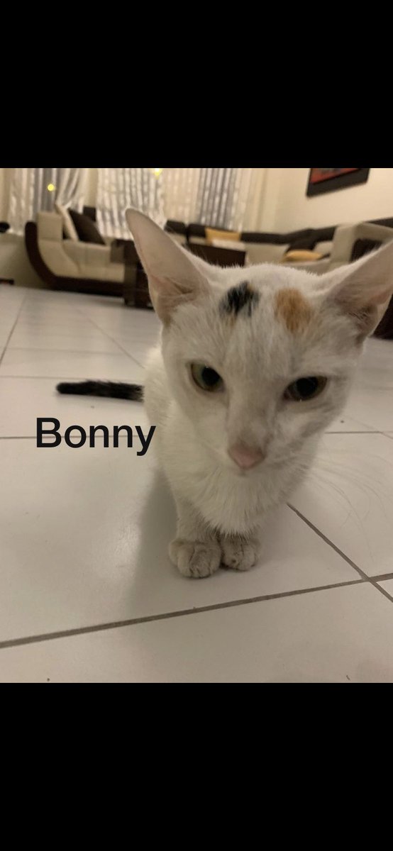 Giginaz811's tweet photo. El año pasado llego a mi casa una gata   con un gatito, los dos en mal estado, me dieron pena así que decidí darles comida, más tarde el mismo día me encontré con dos gatitos más, así que me quede con los cuatro, lamentablemente la mamá no pudo + https://t.co/zj8nIDzfv3