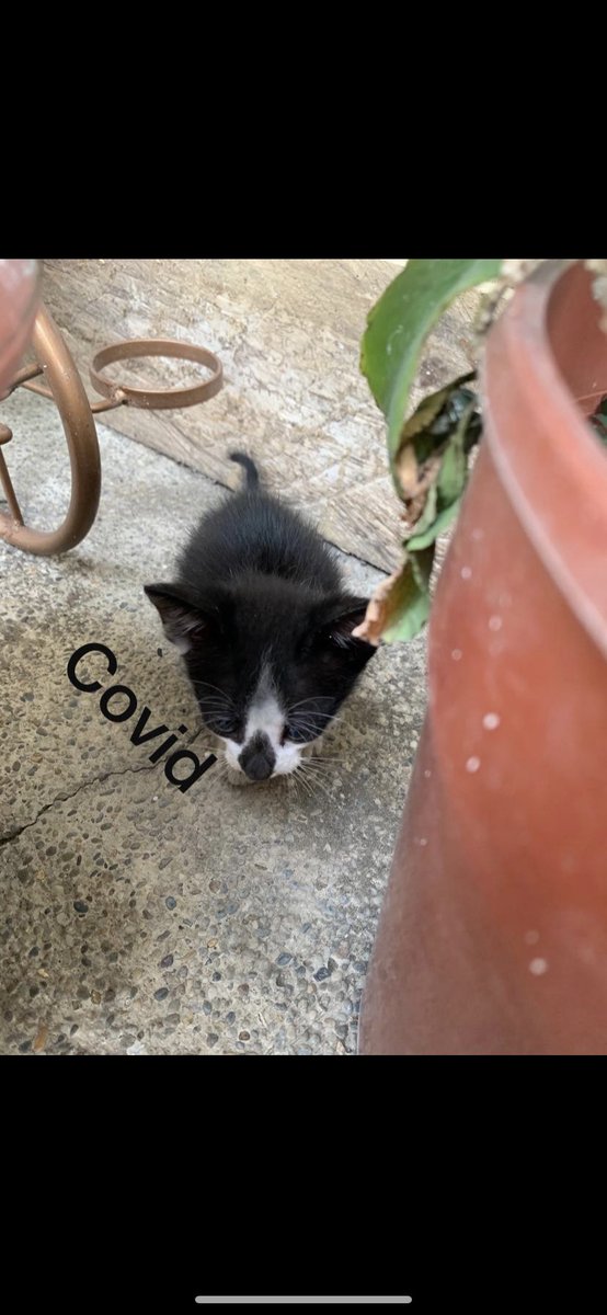 Giginaz811's tweet photo. El año pasado llego a mi casa una gata   con un gatito, los dos en mal estado, me dieron pena así que decidí darles comida, más tarde el mismo día me encontré con dos gatitos más, así que me quede con los cuatro, lamentablemente la mamá no pudo + https://t.co/zj8nIDzfv3