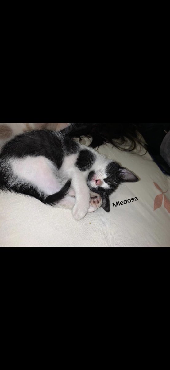 Giginaz811's tweet photo. El año pasado llego a mi casa una gata   con un gatito, los dos en mal estado, me dieron pena así que decidí darles comida, más tarde el mismo día me encontré con dos gatitos más, así que me quede con los cuatro, lamentablemente la mamá no pudo + https://t.co/zj8nIDzfv3
