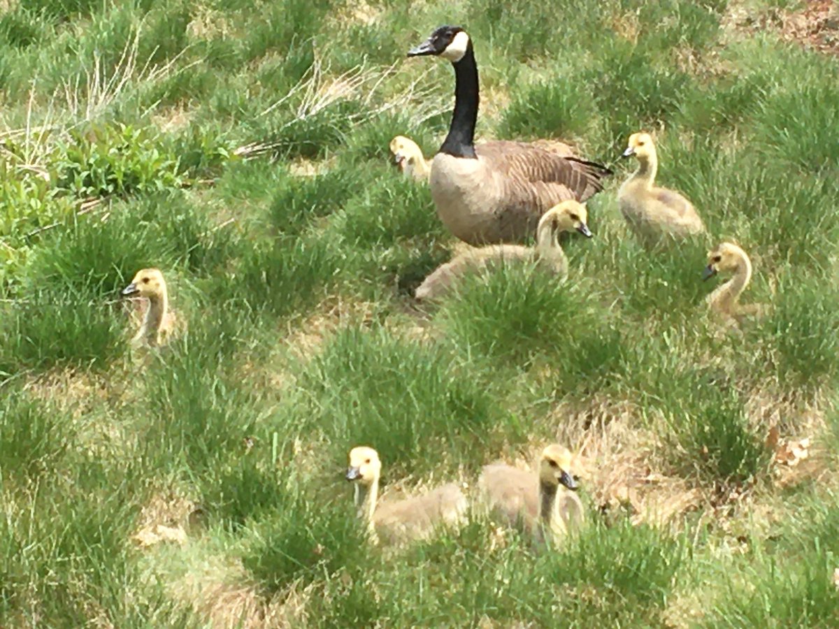 GossLab's tweet photo. @Wellesley college paramecium pond goslings are growing up! @matthesecolab #scenequeen #onetreetwotrees https://t.co/o2Pnrp5xzY