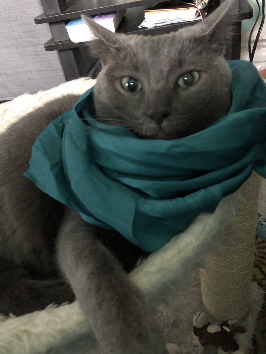 A_affirmations's tweet photo. The #SpecialRobes has brought a Spicy sweet Kitty for us this #CaturdayEve to remind us to live with a little kick & vigor but bring all your heart with you #CatsOfTwitter I give you this #Caturday ‘s #Catof Caturday @ChapoKitten thank you for bring the fun of life to us https://t.co/AuYnQZcyAR