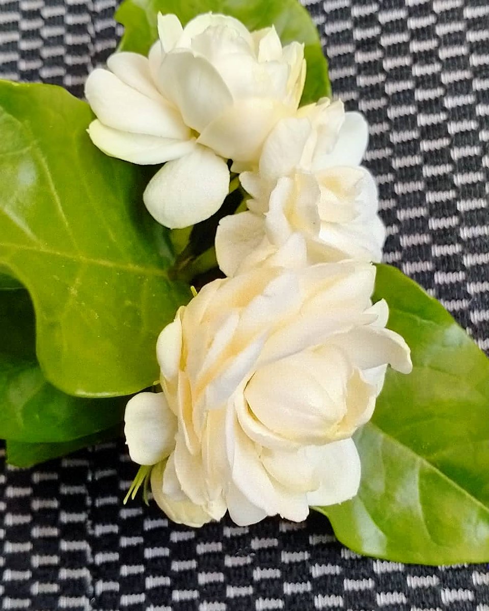kero_arpha's tweet photo. หอมฟุ้ง https://t.co/S4d7QUzGEh