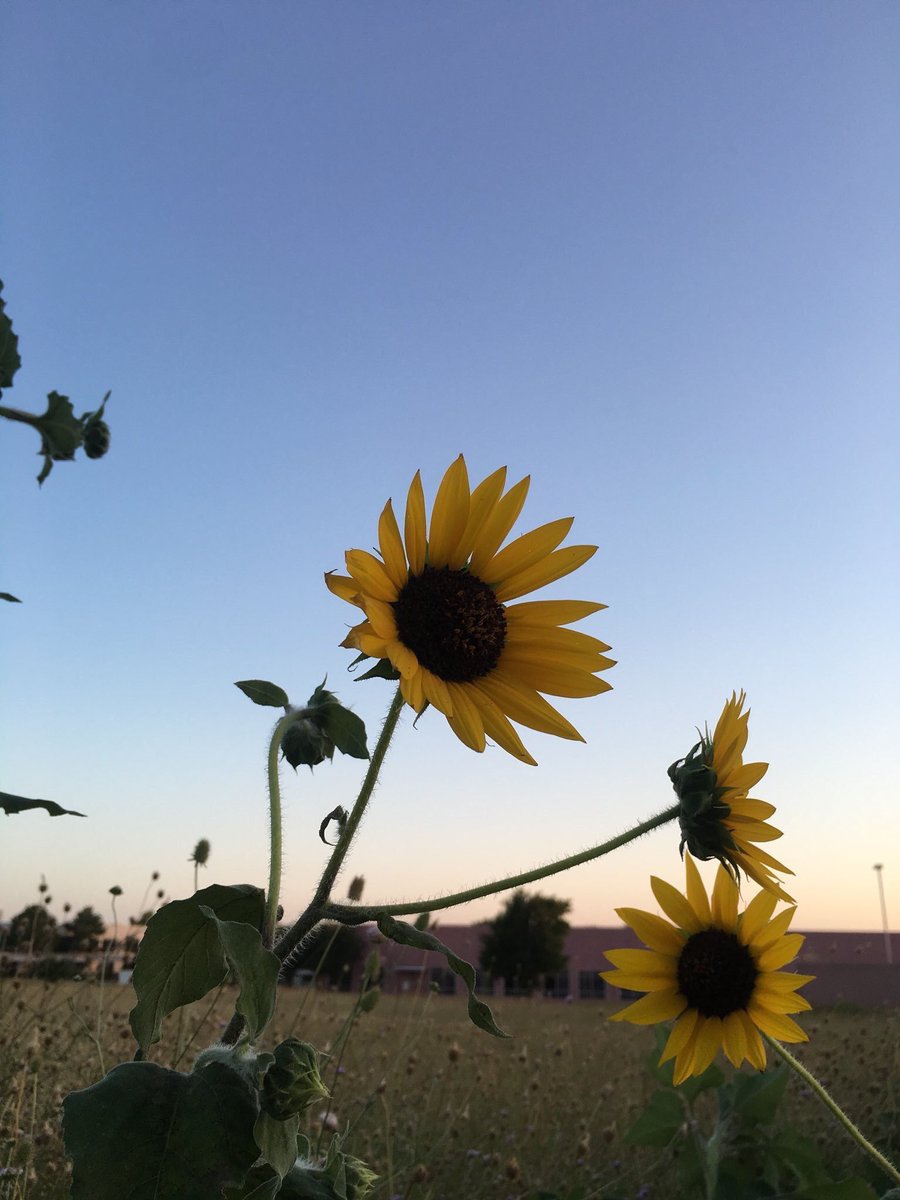sunflowerlust's tweet photo. 𝑌𝑜𝑢 𝑎𝑟𝑒 𝑎 𝑠𝑢𝑛𝑓𝑙𝑜𝑤𝑒𝑟.🌻 https://t.co/WvGYk2NXIx