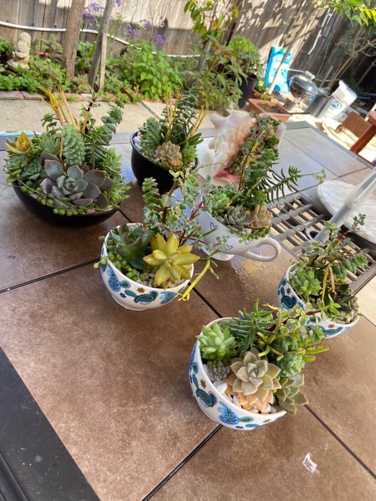 AylexLe's tweet photo. Hey San Diego:

My momma wants to know if you guys would like to purchase her succulent bouquets 💐 

Prob around $20 https://t.co/E010asG2vw