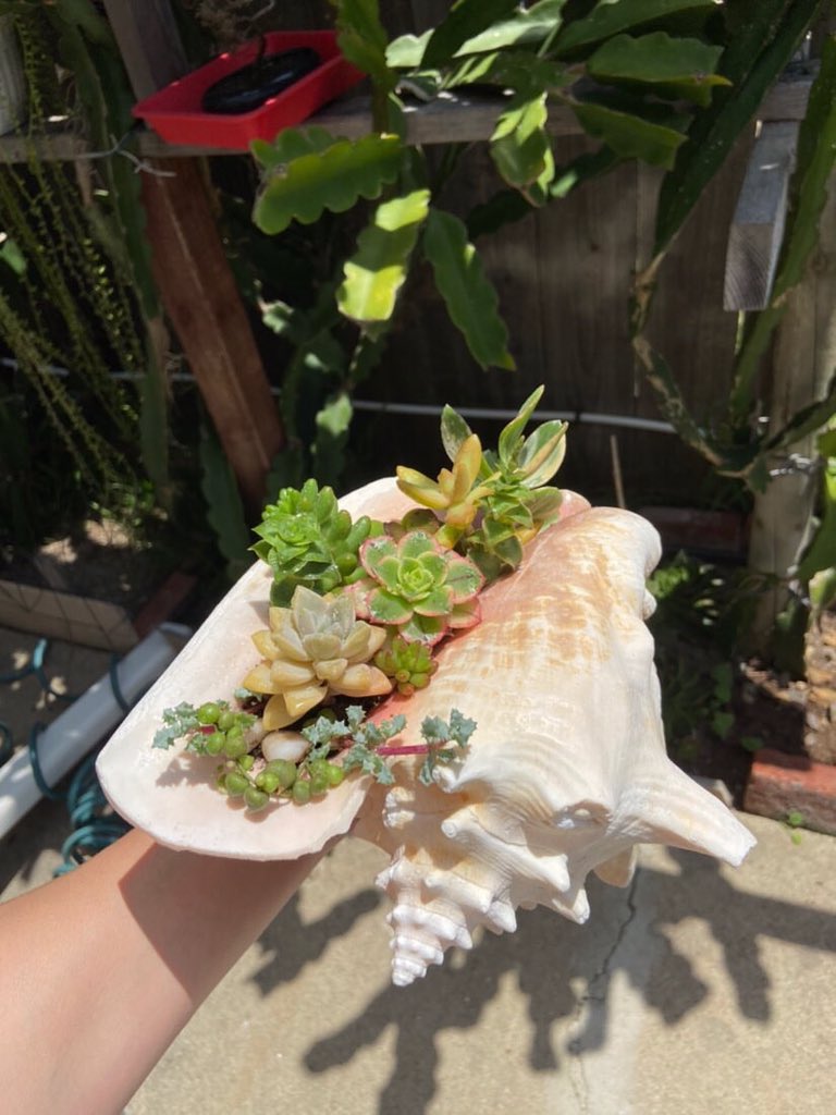 AylexLe's tweet photo. Hey San Diego:

My momma wants to know if you guys would like to purchase her succulent bouquets 💐 

Prob around $20 https://t.co/E010asG2vw