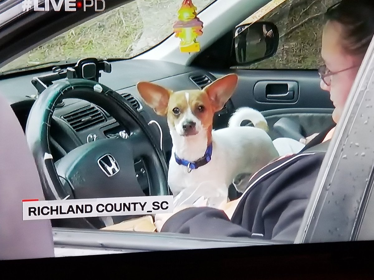 livepdk9srule's tweet photo. I almost found another one of me on #LivePD! #jackchi #9PMRoutine #LivePDNation @livepdk9srule #petsoflivepd #dogsoftwitter #dogsofinstagram #dogsoflivepd #dogs #k9soflivepd #LivePDDogNation #embarrassedpetsoflivepd #chiuahuahsoftwitter https://t.co/gJHU7Sg1G1