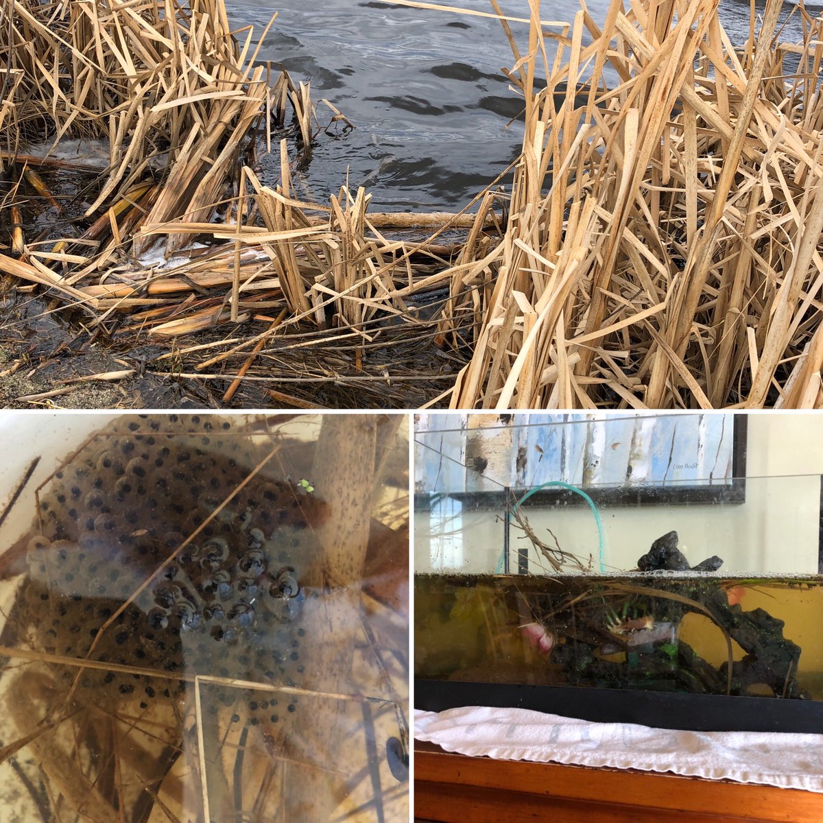 MarwayneSchool's tweet image. Bringing the outdoors in for some Wetlands integration in Gr 5. From eggs to tadpoles and beyond...🐸@rjquist  #btps28 #ablearningathome