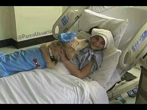 PerroUsuario Wof '•' tweet media