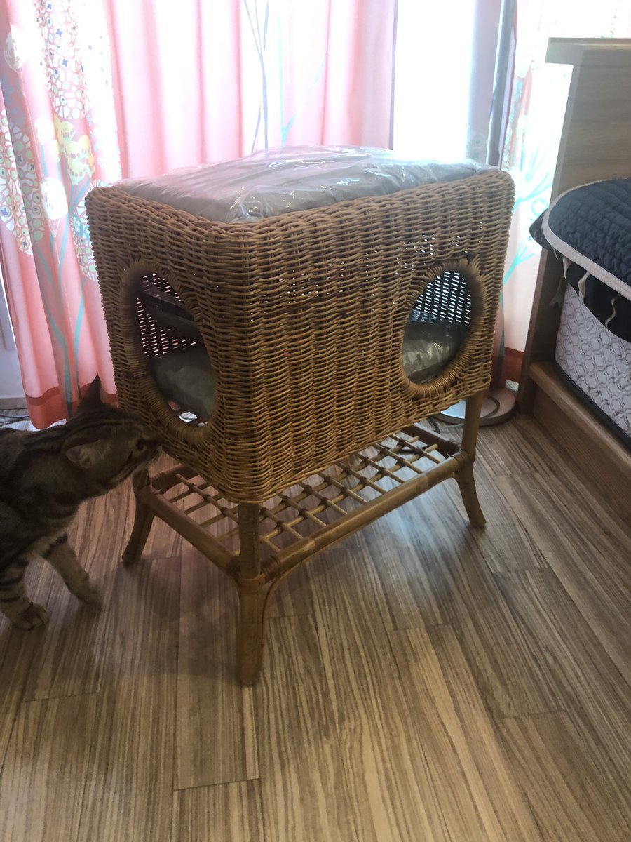 rum0709's tweet photo. 新しいお家に興味シンシン。
ラムは逃げたけど。。。
#ペットハウス
#ペット
#猫
#猫ハウス https://t.co/bv7TXLpj6D