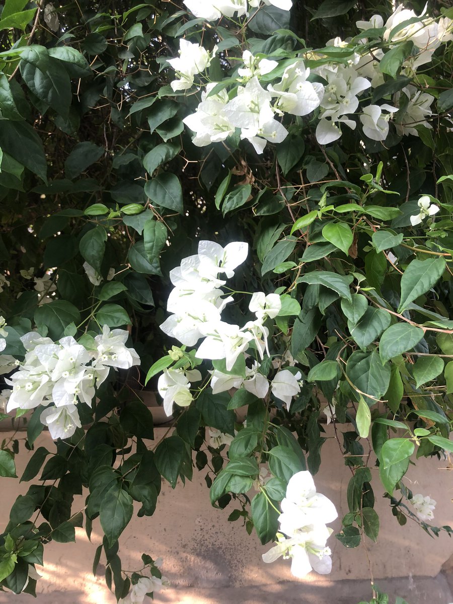 MehakJudge's tweet photo. #bangaloremornings https://t.co/EqQCL9gUBM