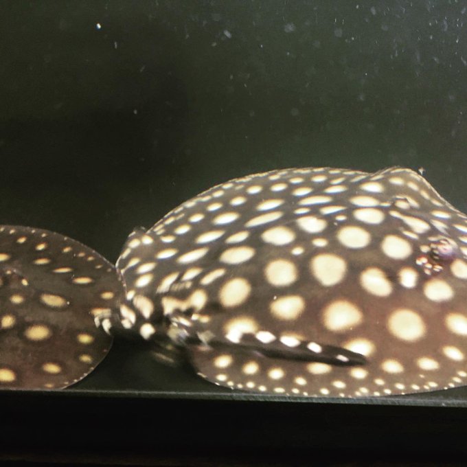 ポルカドットスティングレイ の人気がまとめてわかる 評価や評判 感想などを1日ごとに紹介 ついラン