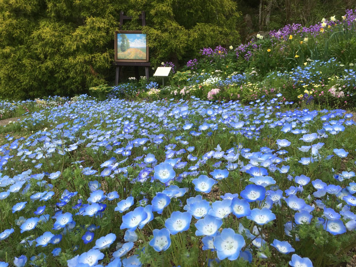 ガーデンミュージアム比叡 京都 花 比叡山 今日は藤の丘をお届けします 美しい空色の花で ネモフィラ 和名は 瑠璃唐草で花言葉は可憐 いつ見てもかわいらしい花です 新型コロナウイルス感染拡大防止のため 当面の間 休園させていただいており