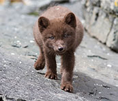 cindygordon324's tweet photo. I just solved the puzzle 154 pieces without rotation in PuzzlePlus: Animals app https://t.co/10QGVUjG3E #PuzzlePlus https://t.co/JfQqRGF63B