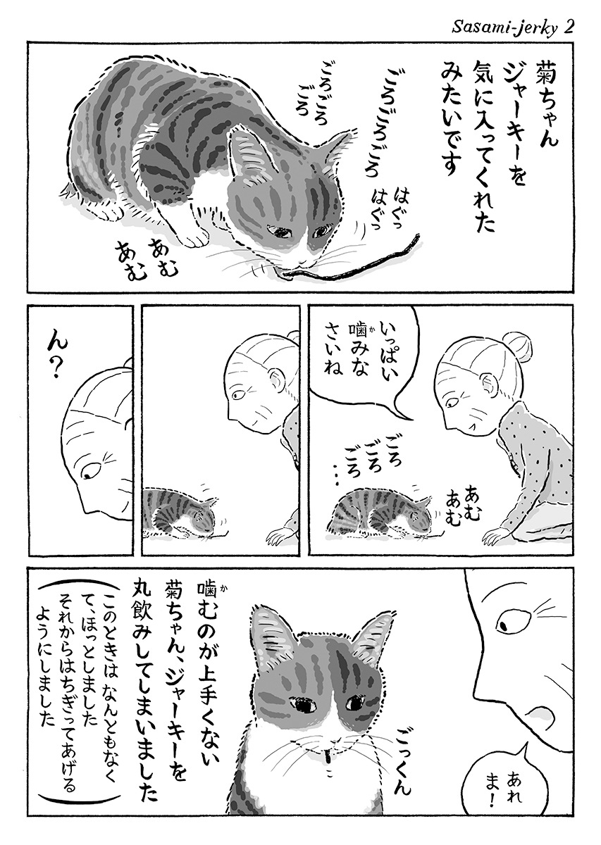 2ページ猫漫画「ささみジャーキー」 #猫の菊ちゃん 