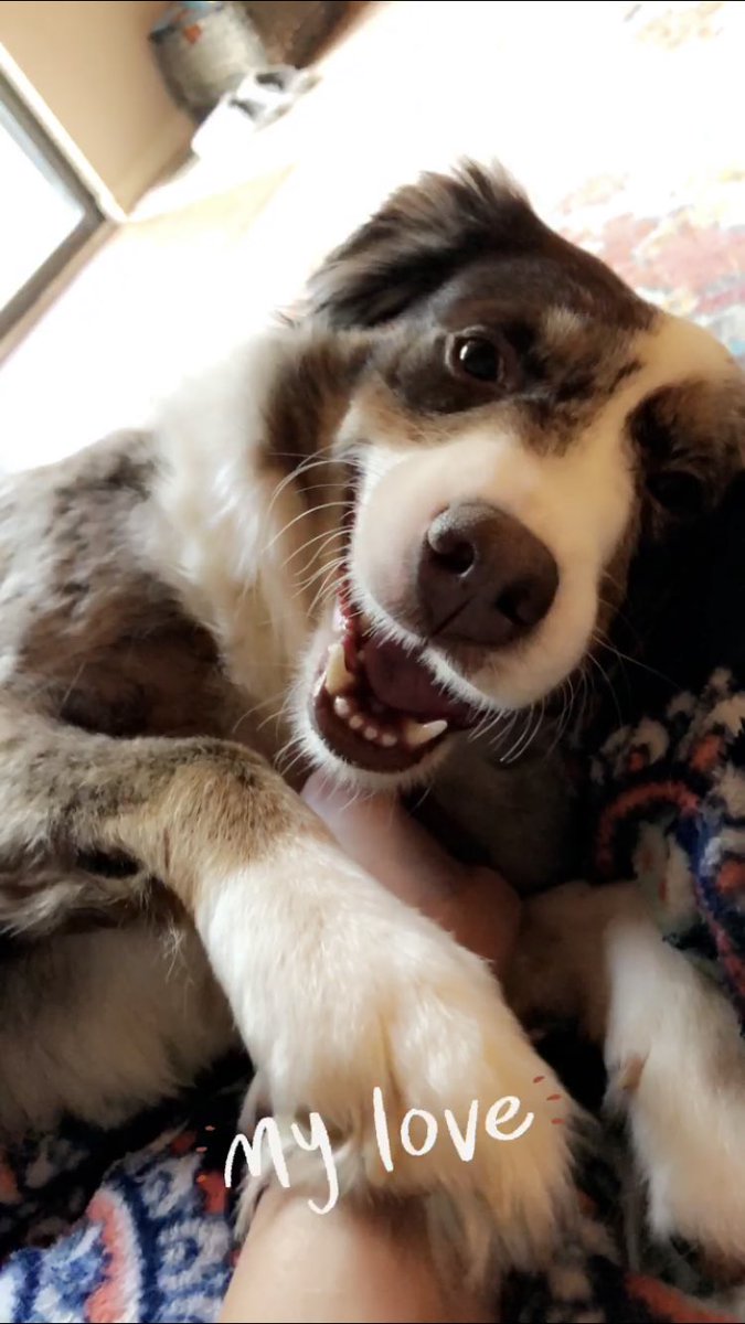 micwick's tweet photo. the sweetest doggo 💕 https://t.co/CMIWaOm7KK