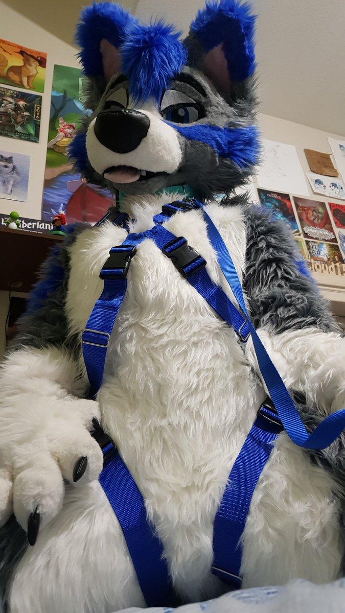 You woke and see this pup on your lap.
What you do ?  #FursuitFriday