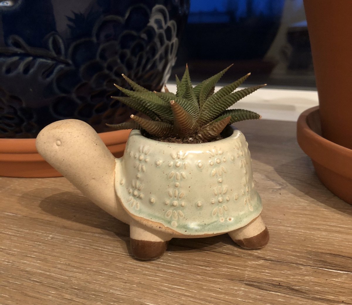 MerissaWK's tweet photo. Welcome to my collection little plant buddy! #succulent #Cactus #notsurewhich #turtle #plants #happy https://t.co/3KOLqRHUom