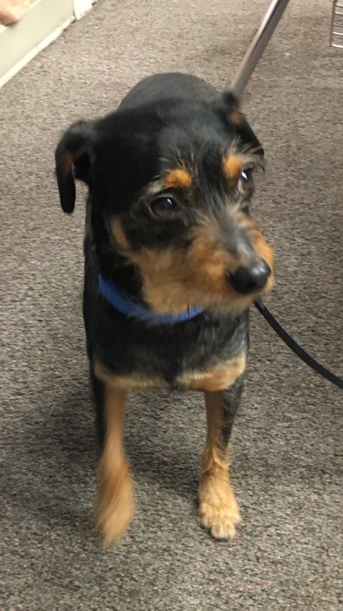 DogsFranklin's tweet photo. Rogers’s story: Dumped off at the @AFVpets taken in by a foster mom who named him Roger. Had missing teeth, an abscess on his abdomen, and terrified eyes. We fell in love with those scared eyes. Trying every day to make his life feel more comfortable. #rescue #adopt #ratterrier https://t.co/h7Tmjlpkwu