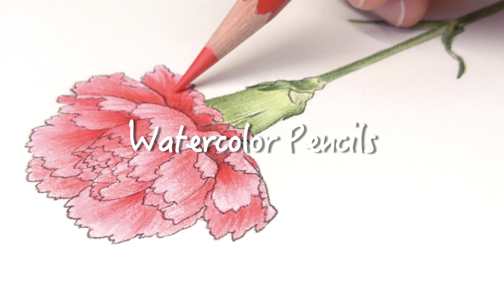 色鉛筆　カーネーション　絵 カーネーションの色鉛筆画を描く方法 | TikTok