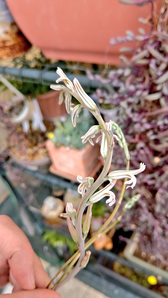 つくし 多肉植物垢 ハオルチアの交配しない花芽カットしたんですが蜜か出てるのを発見 初めてなめてみたら甘い ツイートで甘いのは聞いたことあったけどほんとなんですね これはナメクジにも狙われるはずだわ 笑 多肉植物 ハオルチア