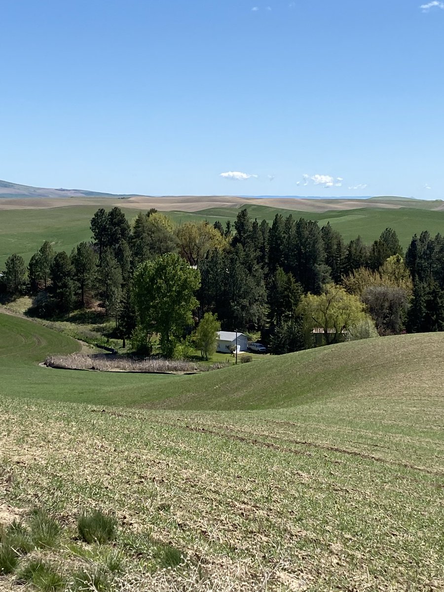 JaimeNolan13's tweet photo. My afternoon walk is brought to you by the letter beautiful! #PalouseSpring #ILovePullman https://t.co/aveJ5FNK8x