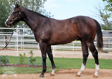 anz_news's tweet photo. #Ringbolt breaks his maiden impressively in the G3 SA Sires Produce at Morphettville for @mcevoymitchell. The sixth SW for Dream Ahead, the gelding is from Shamardal mare Maxi Dress who foaled a full brother to Ringbolt last year at @NewhavenPark. https://t.co/eebu9tpKKj
