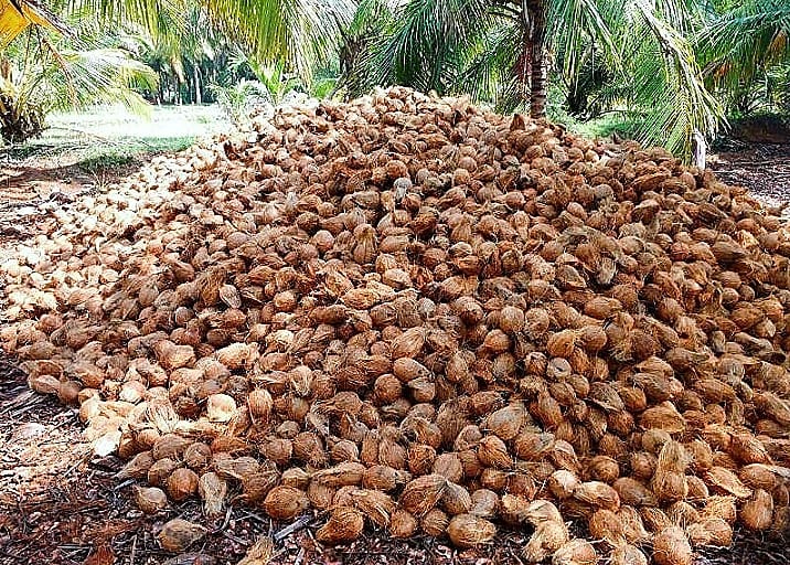 TreadeeO's tweet photo. #export @APEDADOC #overseas_trade #Coconut #coconutoil #agree_comodity @Agri_Exports @CoconutBoard
Coconut ( Organic Coco)
Place of Origin: India
Quality: A-Grade
Color: Naturally bright grey
Features: Hygienically packed

Regards,
TREADEE OVERSEAS,
#STAYSTRONGSTAYHEALTHY 🤗🤗 https://t.co/egSIhBKVHN