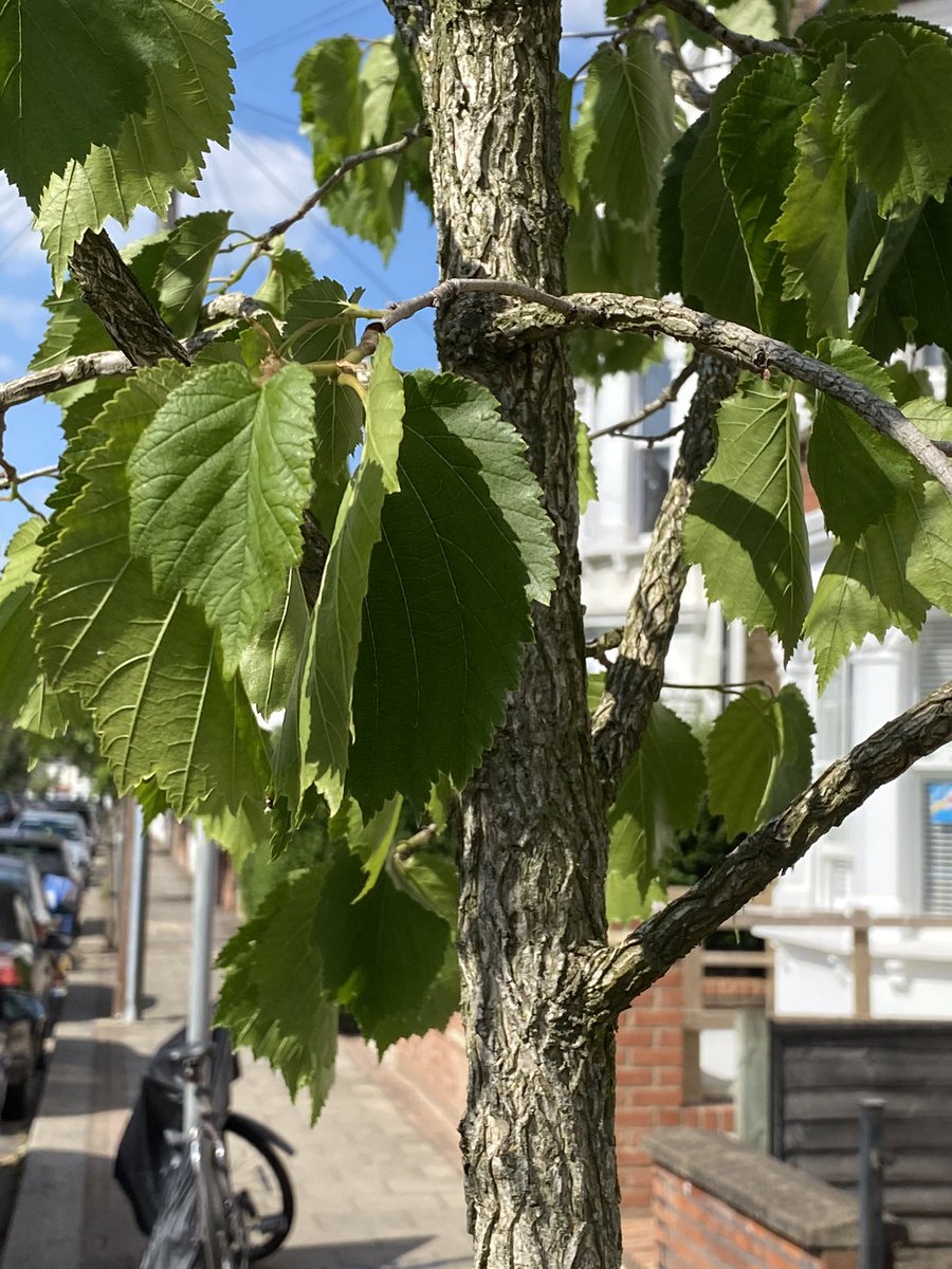 TiCLme's tweet photo. @johntree1981 @ArbAssociation @TheStreetTree @TabathaSouthey @arborsmarty @UrbanTreeFest @TreeHugger @GreenPartyMolly @alisonurbanbees @OUFC_Canada @BristolTreeFora @andyheald Find out about urban trees and the people who care for them ...
#treeofficers are only half the #treestory 😉
#treewardens @TheTreeCouncil
#treechampions @WoodlandTrust
and everyone who has a new tree outside their door @Team4Nature ...
https://t.co/1SW9a4ngb0 https://t.co/53Tf1g60Pv