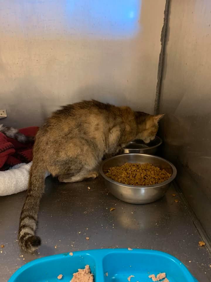 PeterAskin1's tweet image. Two old (really old at 18 &amp;amp; 20 years male &amp;amp; female!) kitties at #BossierCityLA need a lovely retirement home with the death of owner! Here is the application: bossiercity.org/DocumentCenter…  
Email to Karen44833@hotmail.com or message on Facebook
facebook.com/permalink.php?…
URGENT!