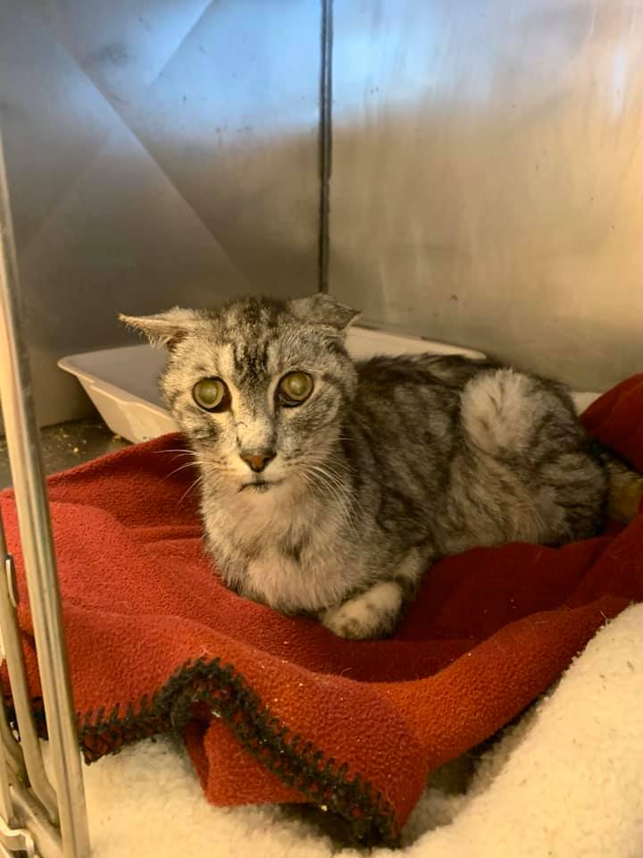 PeterAskin1's tweet image. Two old (really old at 18 &amp;amp; 20 years male &amp;amp; female!) kitties at #BossierCityLA need a lovely retirement home with the death of owner! Here is the application: bossiercity.org/DocumentCenter…  
Email to Karen44833@hotmail.com or message on Facebook
facebook.com/permalink.php?…
URGENT!