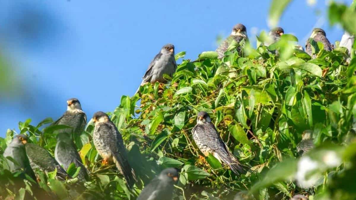 abumetha's tweet photo. Today is #WorldMigratoryBirdDay. “Birds connect our world”. Conservation efforts have made #Nagaland the #AmurFalcon capital. Local communities&amp; govt agencies work to ensure a safe&amp;protected environment for their roosting. Let’s all continue to protect &amp; preserve nature. https://t.co/p17IzVBHdC
