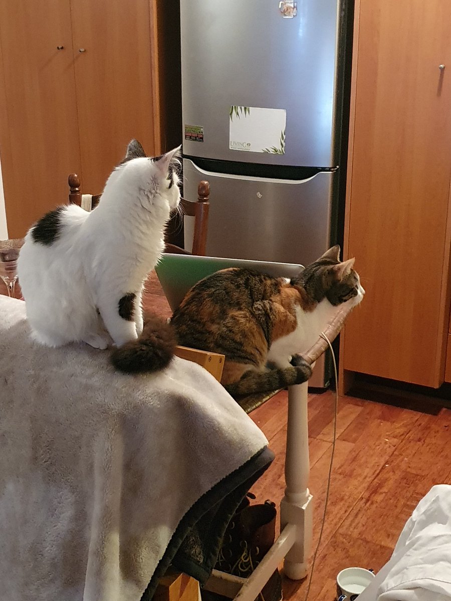 terriblemyrtle's tweet photo. Food Sentinels. 

#cat #myrtle #bunnings https://t.co/jyExaEn6EO