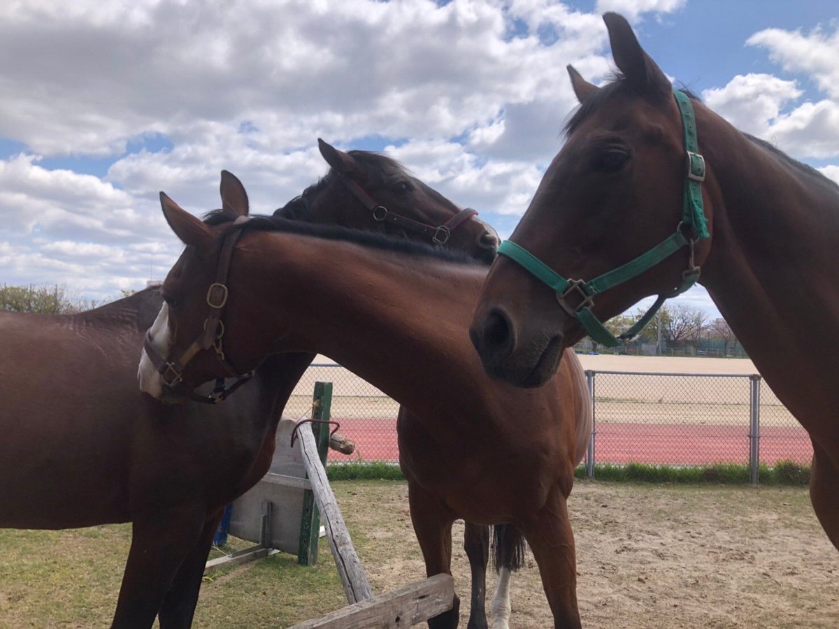 大阪市立大学馬術部 Uma Uma Ocu Twitter