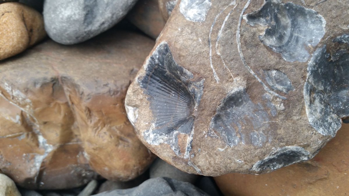 NTU_Museum's tweet photo. Day 9 of #MayMuseumsThrive is #NaturalHistory. Yorkshire's biodivese #Jurassic coastline at #RobinHoodsBay is a site of special scientific interest #SSSI. This landscape is rich in #fossils of #prehistoric species #Ammonites #Belemnites #Gryphaea @DiscoverCoast @BritGeoSurvey https://t.co/vIgABteSAT