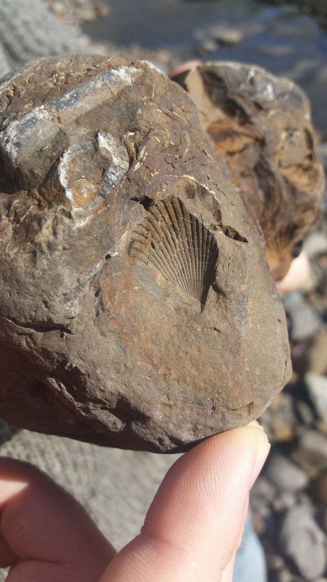 NTU_Museum's tweet photo. Day 9 of #MayMuseumsThrive is #NaturalHistory. Yorkshire's biodivese #Jurassic coastline at #RobinHoodsBay is a site of special scientific interest #SSSI. This landscape is rich in #fossils of #prehistoric species #Ammonites #Belemnites #Gryphaea @DiscoverCoast @BritGeoSurvey https://t.co/vIgABteSAT