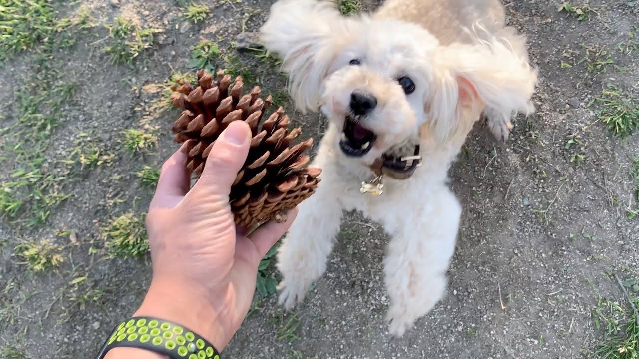 プーキーズ サブチャンネル 前回のとシリーズみたいになっとる 犬さん 超でかい松ぼっくりだ うおーーーーー T Co Evd7wvnbgo T Co Zqanrxatmj Twitter