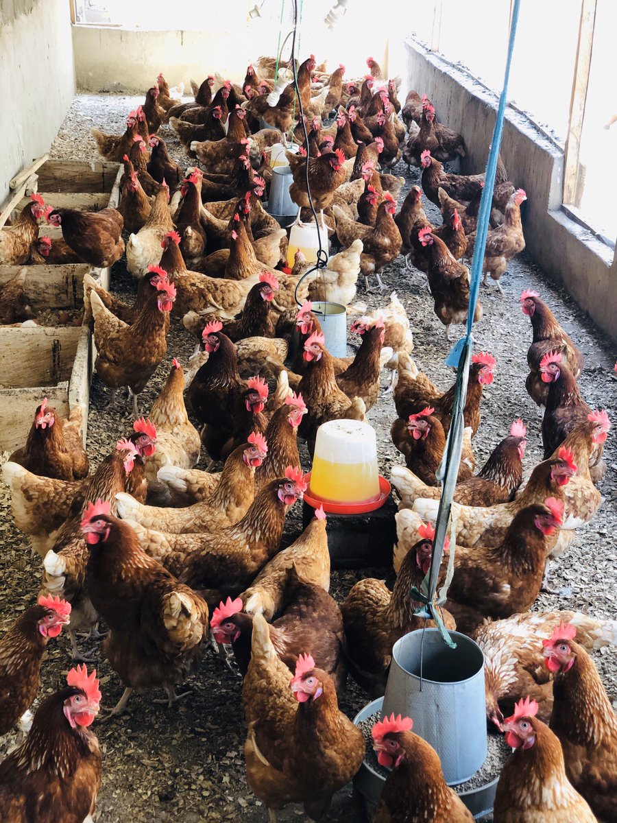 mayorpascal's tweet image. Since I finished college, there’s been no  job anywhere. This is my way of staying sane. I have 40+ crates of freshly laid eggs. I can deliver anywhere within KD. Please these birds don’t understand lockdown. They have to eat. A retweet is all I ask. 👏🏽