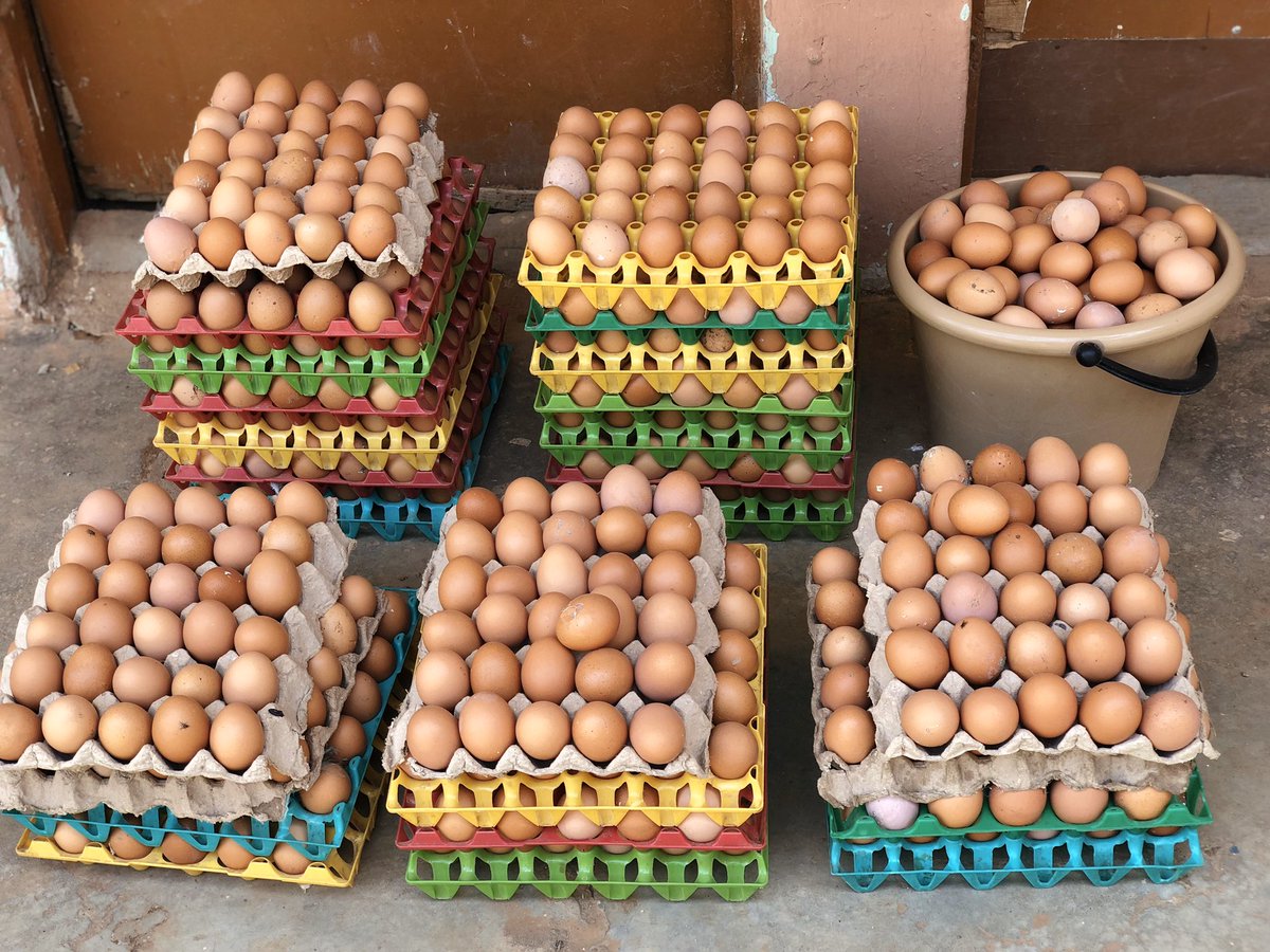 mayorpascal's tweet image. Since I finished college, there’s been no  job anywhere. This is my way of staying sane. I have 40+ crates of freshly laid eggs. I can deliver anywhere within KD. Please these birds don’t understand lockdown. They have to eat. A retweet is all I ask. 👏🏽