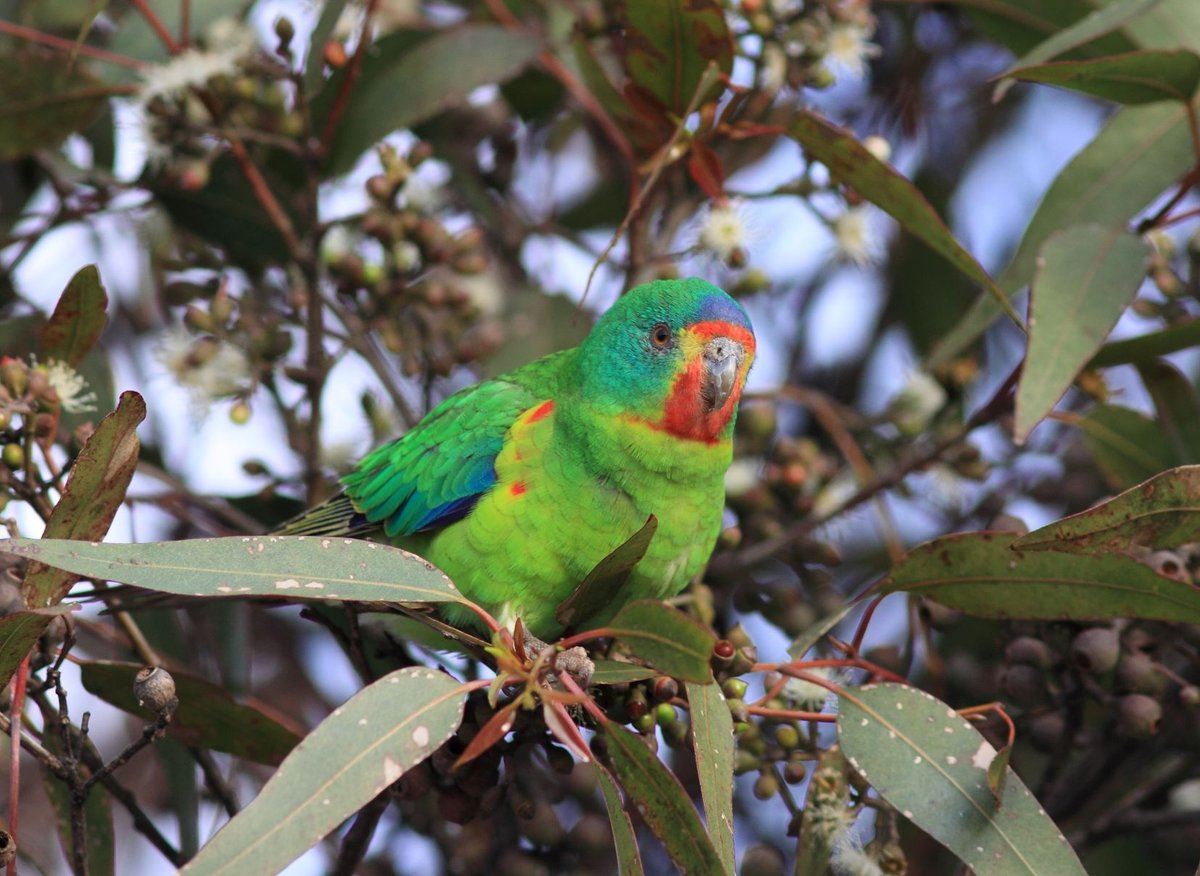 BirdlifeOz's tweet image. #WMBD2020 - our migratory parrot! #swiftparrots are one of only three migratory parrots in the world!
What&apos;s at stake for these special birds?  Join our forum:
 Friday May 22nd⁠ 12:00PM-1:00PM⁠
 👉bit.ly/swiftparrotfor…
📷Andrew Silcocks  
#BirdsConnectOurWorld #actforbirds