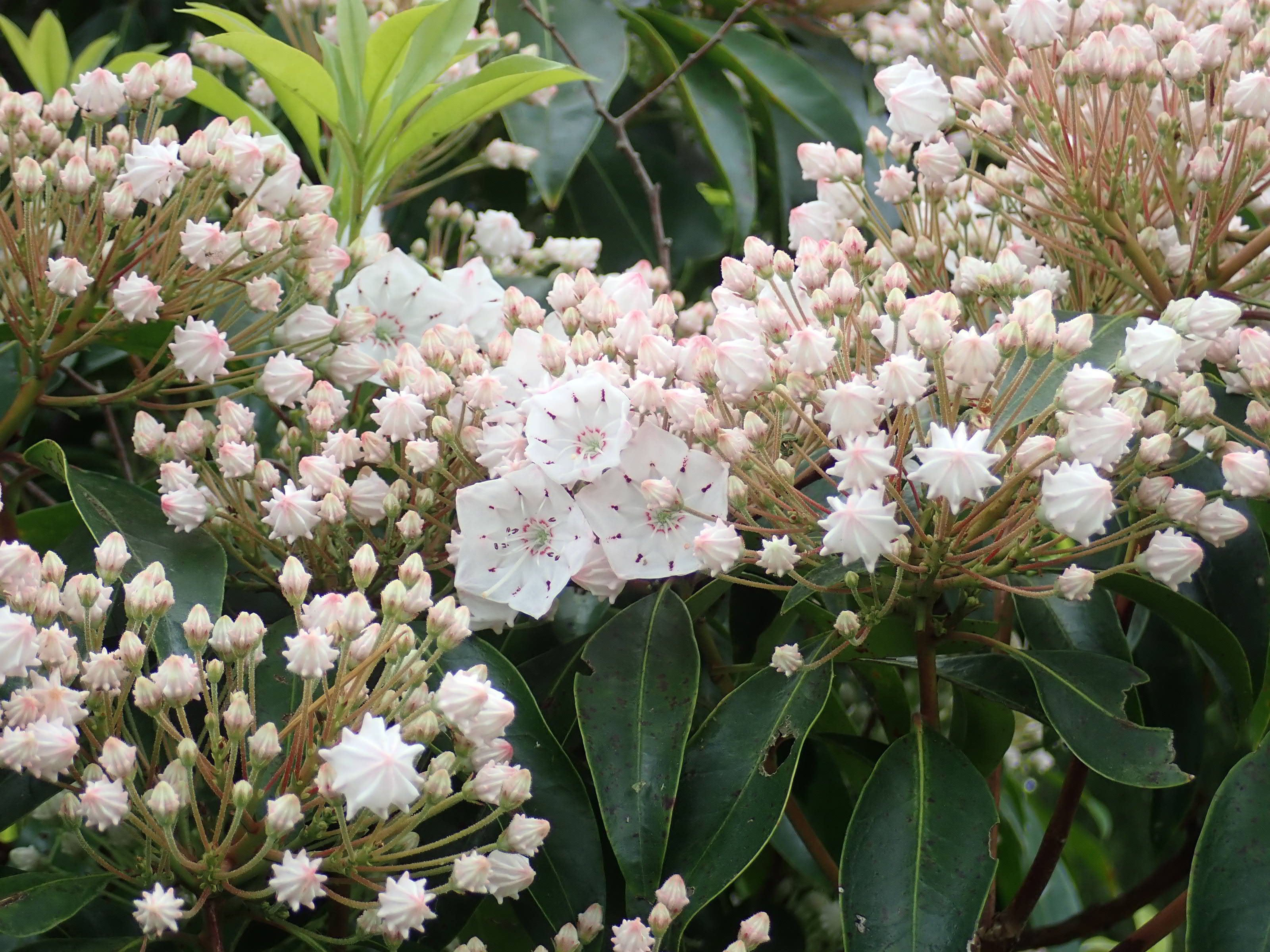 神代植物公園 ニュース スタッフより 園芸係 しゃくなげ園でカルミアの花が咲き始めました カルミアはツツジ科の植物で北 アメリカ原産 アメリカシャクナゲやハナガサシャクナゲの別名があります 花も花笠形で可愛いですが 蕾も金平糖に似ていて