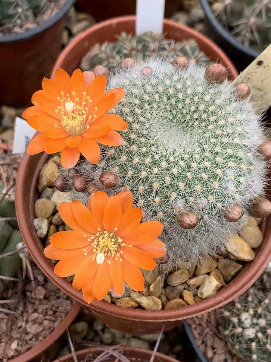 ginnyclaire006's tweet photo. More flowers.. Rebutia Heliosa v Cajaensis, alibi is Carnival Rose Hybrid, Rebutia Muscula and Rebutia hybrid Pearly Pink 🌵💚 #cacti #cactus #cactusuk #cacticollection https://t.co/jZJpfPQbBS
