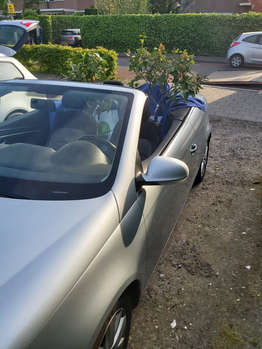 terraswarmte's tweet image. Vandaag weer veel mensen die hun planten komen ophalen uit onze #overwinterkas 😄
Zoals deze mooie collectie citrussen uit Zoetermeer
#winterstalling
#plantenhotel