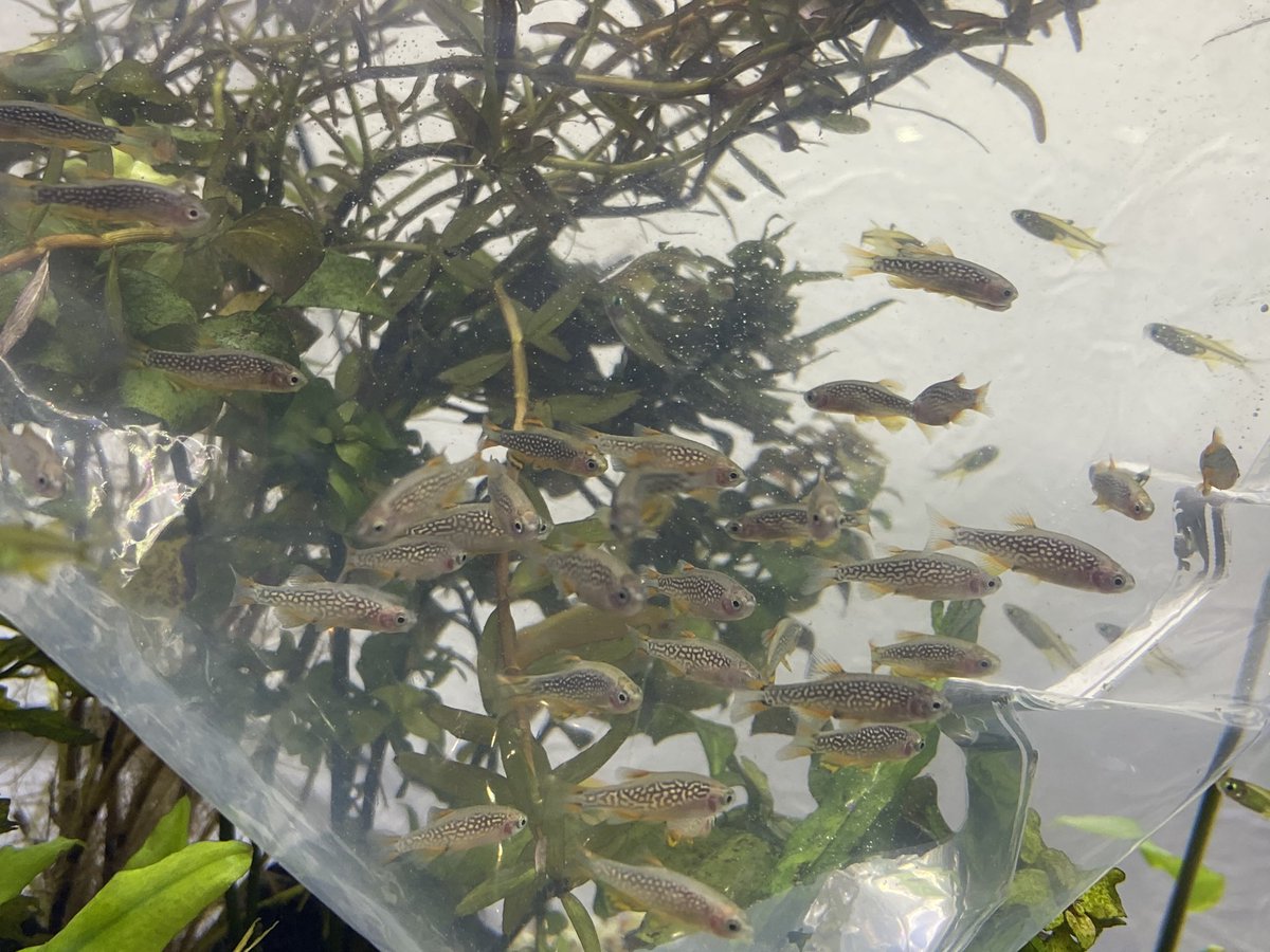 Aquarium Kind Sur Twitter 本日も13時から時までの営業です 今週はお魚が多めの週です ちっちゃ綺麗な良魚が色々と 国産のヤマトヌマエビもたっぷり入荷しております 3 5センチほど 水草は来週がっつり入荷予定です