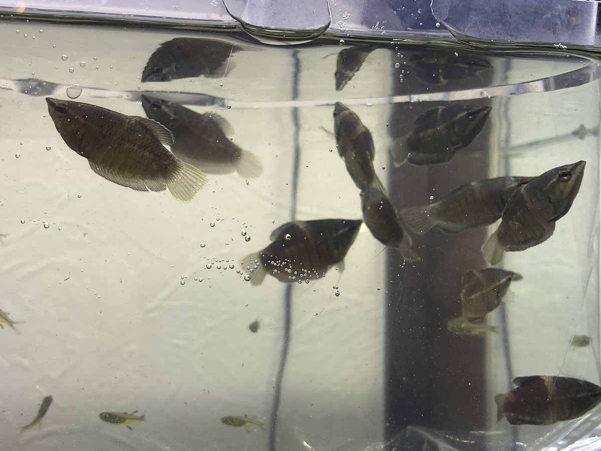 Aquarium Kind 本日も13時から時までの営業です 今週はお魚が多めの週です ちっちゃ綺麗な良魚が色々と 国産のヤマトヌマエビもたっぷり入荷しております 3 5センチほど 水草は来週がっつり入荷予定です Aquarium Kind 本日も13時から時までの営業です 今週はお魚が多めの週です ちっちゃ綺麗な良魚が色々と 国産のヤマトヌマエビもたっぷり入荷しております 3 5センチほど 水草は来週がっつり入荷予定です